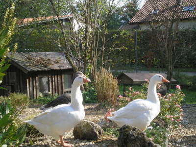 Weilheim Kleintierzchterverein 02